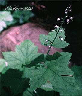 Coolwort, Foamflower, Foam Flower, One-leaf Foamflower: Tiarella trifoliata var. unifoliata (Synonyms: Tiarella trifoliata ssp. unifoliata, Tiarella unifoliata)