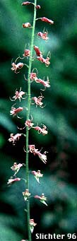 Youth-on-age, Piggyback Plant, Piggy-back Plant: Tolmiea menziesii (Synonym: Tiarella menziesii)