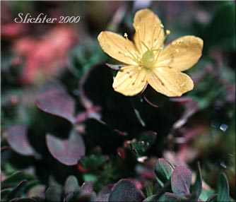 Bog St. Johnswort, Bog St. John'swort, Bog St. John's Wort, Creeping St. Johnswort, Tinkers Penny, Tinker's Penny: Hypericum anagalloides