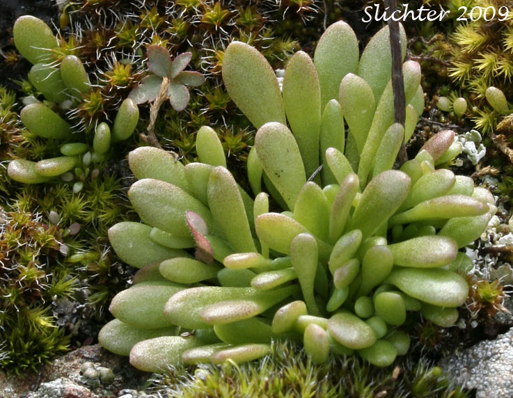 Leiberg's Stonecrop: Sedum leibergii (Synonyms: Amerosedum leibergii, Sedum borschii, Sedum divaricatum)