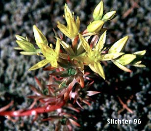Wormleaf Stonecrop, Worm-leaf Stonecrop: Sedum stenopetalum ssp. stenopetalum (Synonyms: Sedum douglasii var. douglasii, Sedum stenopetalum ssp. monanthum)