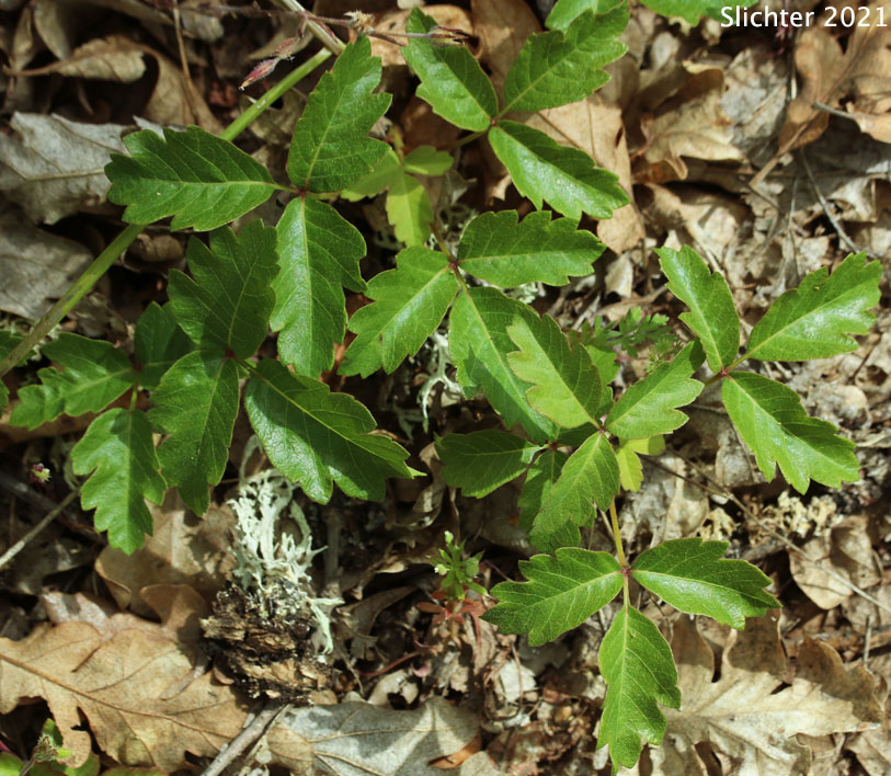 Poison Oak: Toxicodendron diversilobum 