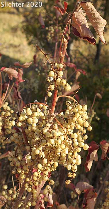 Fruits of Pacific Poison Oak - Western Poison Ivy Hybrid: Toxicodendron diversilobum x Toxicodendron rydbergii