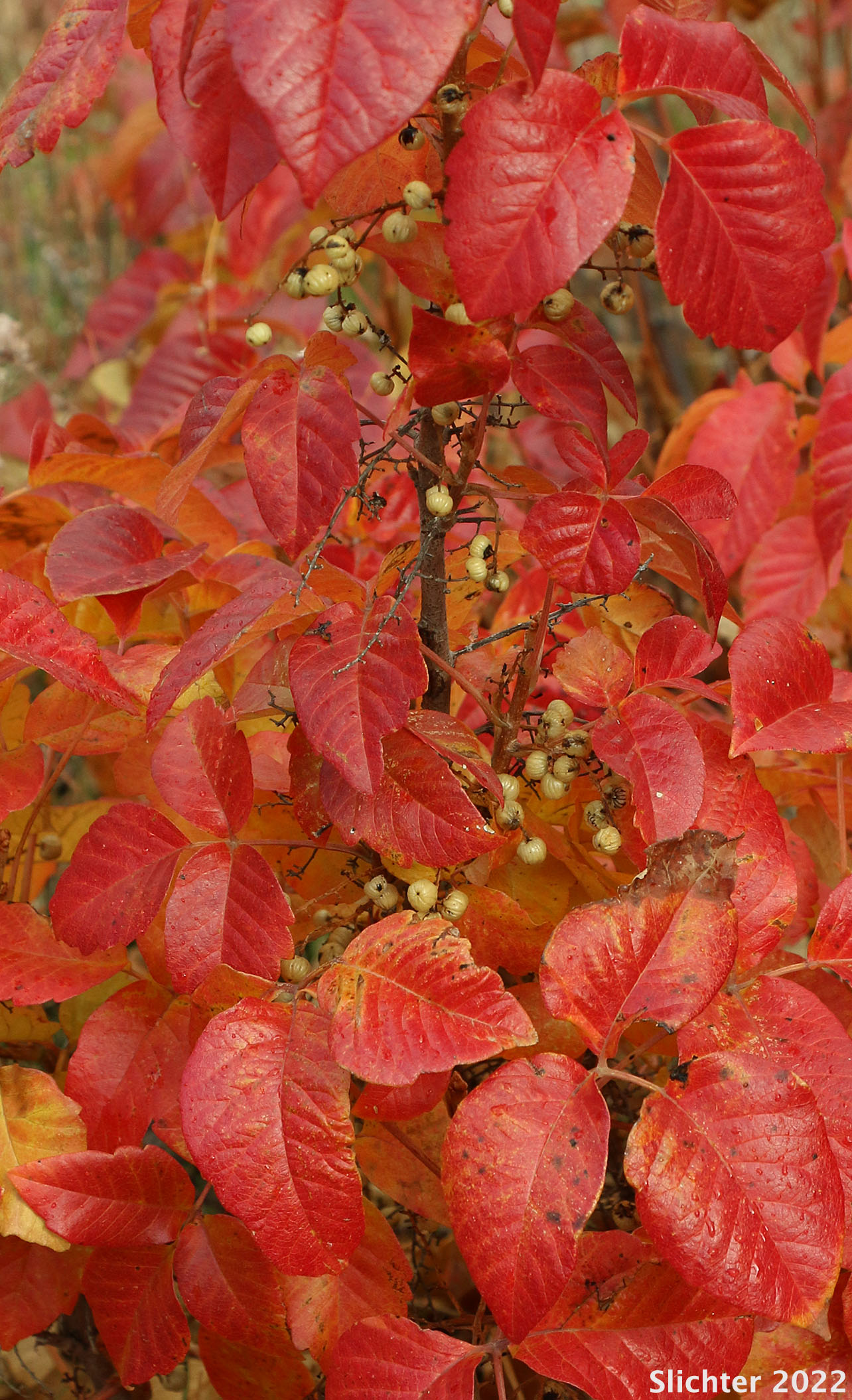 Pacific Poison Oak - Western Poison Ivy Hybrid: Toxicodendron diversilobum x Toxicodendron rydbergii