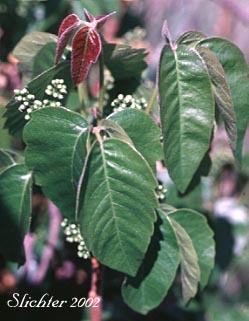 Western Poison Ivy, Western Poison-ivy: Toxicodendron rydbergii (Synonyms: Rhus radicans, Rhus radicans var. rydbergii, Rhus radicans var. vulgaris, Rhus rydbergii, Rhus toxicodendron var. vulgaris, Toxicodendron desertorum, Toxicodendron radicans)