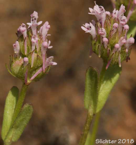 Longspur Seablush, Long-spurred Plectritis, Long-spurred Seablush: Plectritis ciliosa (Synonyms: Plectritis ciliosa ssp. ciliosa, Plectritis ciliosa ssp. insignis, Plectritis macrocera var. macroptera)