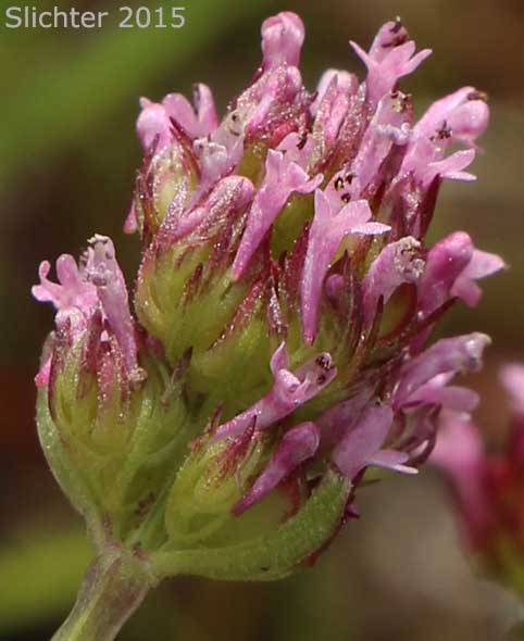 Longspur Seablush, Long-spurred Plectritis, Long-spurred Seablush: Plectritis ciliosa (Synonyms: Plectritis ciliosa ssp. ciliosa, Plectritis ciliosa ssp. insignis, Plectritis macrocera var. macroptera)