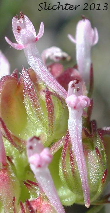 Close-up of several flowers of Longspur Seablush, Long-spurred Plectritis, Long-spurred Seablush: Plectritis ciliosa (Synonyms: Plectritis ciliosa ssp. ciliosa, Plectritis ciliosa ssp. insignis, Plectritis macrocera var. macroptera)