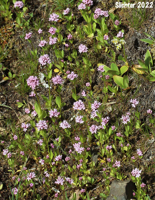 Rosy Plectritis, Sea Blush, Shortspur Seablush: Plectritis congesta (Synonyms: Plectritis congesta ssp. congesta, Plectritis congesta var. major, Plectritis congesta ssp. nitida, Valerianella congesta)