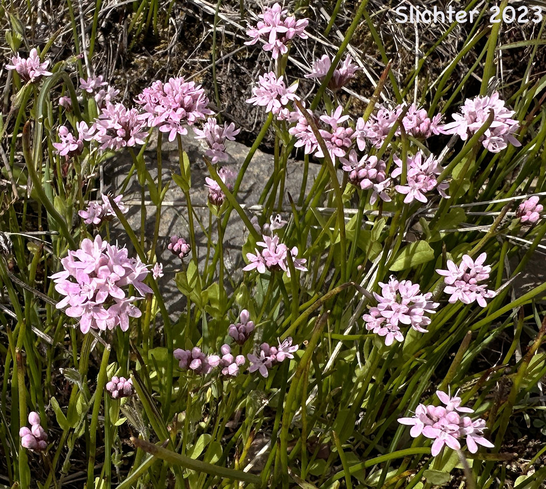 Rosy Plectritis, Sea Blush, Shortspur Seablush: Plectritis congesta (Synonyms: Plectritis congesta ssp. congesta, Plectritis congesta var. major, Plectritis congesta ssp. nitida, Valerianella congesta)