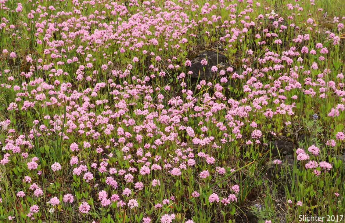 Habitat of Rosy Plectritis, Sea Blush, Shortspur Seablush: Plectritis congesta (Synonyms: Plectritis congesta ssp. congesta, Plectritis congesta var. major, Plectritis congesta ssp. nitida, Valerianella congesta)