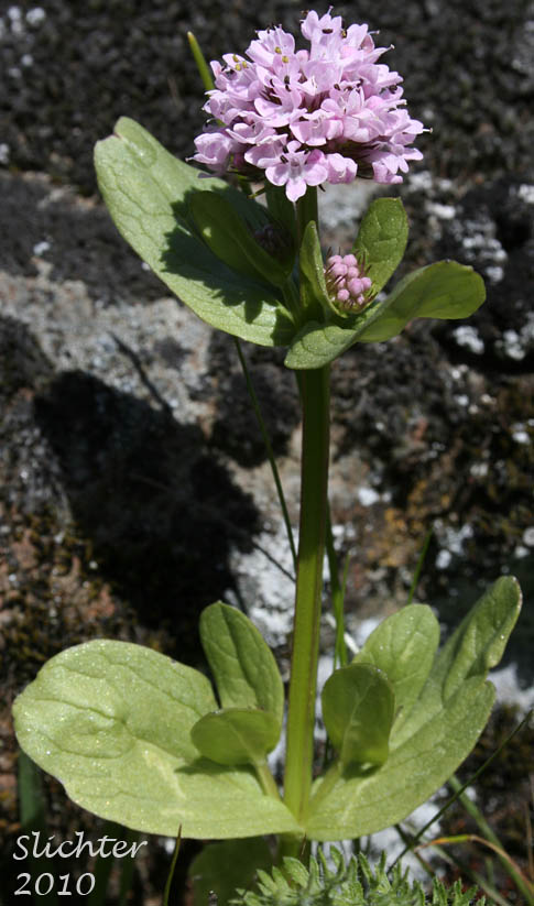 Rosy Plectritis, Sea Blush, Shortspur Seablush: Plectritis congesta (Synonyms: Plectritis congesta ssp. brachystemon, Plectritis congesta ssp. congesta, Plectritis congesta var. major, Plectritis congesta ssp. nitida)