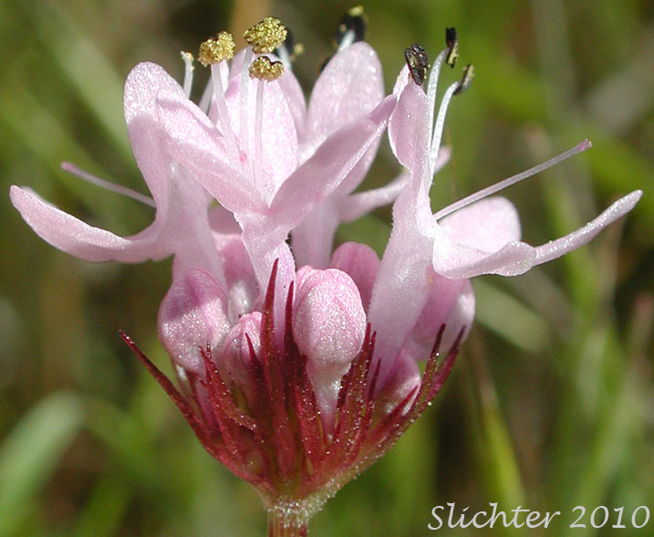 Inflorescence of Rosy Plectritis, Sea Blush, Shortspur Seablush: Plectritis congesta (Synonyms: Plectritis congesta ssp. brachystemon, Plectritis congesta ssp. congesta, Plectritis congesta var. major, Plectritis congesta ssp. nitida)