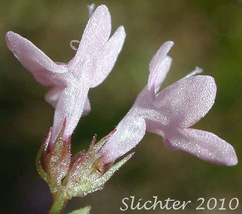 Inflorescence of Rosy Plectritis, Sea Blush, Shortspur Seablush: Plectritis congesta (Synonyms: Plectritis congesta ssp. brachystemon, Plectritis congesta ssp. congesta, Plectritis congesta var. major, Plectritis congesta ssp. nitida)