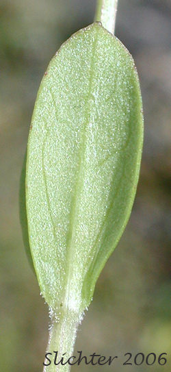 Stem leaf of Rosy Plectritis, Sea Blush, Shortspur Seablush: Plectritis congesta (Synonyms: Plectritis congesta ssp. brachystemon, Plectritis congesta ssp. congesta, Plectritis congesta var. major, Plectritis congesta ssp. nitida)