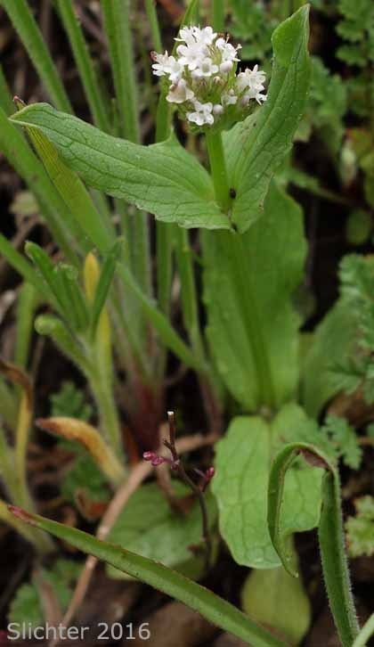 Longhorn Plectritis, Longspur White Plectritis, White Plectritis: Plectritis macrocera (Synonyms: Plectritis macrocera ssp. grayi, Plectritis macrocera ssp. macrocera, Plectritis macrocera var. collina, Plectritis macrocera var. grayi, Plectritis macrocera var. macrocera, Plectritis macrocera var. macroptera, Plectritis macrocera var. mamillata)