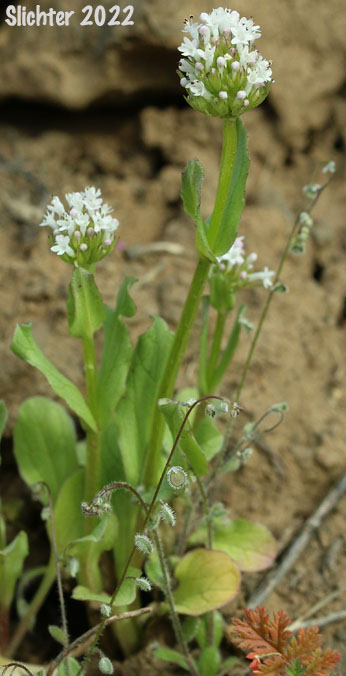 Longhorn Plectritis, Longspur White Plectritis, White Plectritis: Plectritis macrocera (Synonyms: Plectritis macrocera ssp. grayi, Plectritis macrocera ssp. macrocera, Plectritis macrocera var. collina, Plectritis macrocera var. grayi, Plectritis macrocera var. macrocera, Plectritis macrocera var. macroptera, Plectritis macrocera var. mamillata)