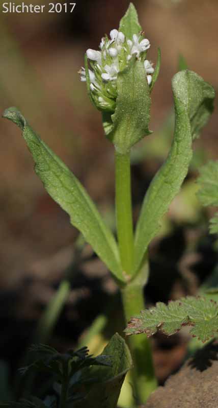 Longhorn Plectritis, Longspur White Plectritis, White Plectritis: Plectritis macrocera (Synonyms: Plectritis macrocera ssp. grayi, Plectritis macrocera ssp. macrocera, Plectritis macrocera var. collina, Plectritis macrocera var. grayi, Plectritis macrocera var. macrocera, Plectritis macrocera var. macroptera, Plectritis macrocera var. mamillata)