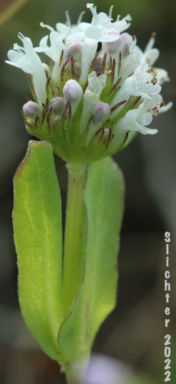 Longhorn Plectritis, Longspur White Plectritis, White Plectritis: Plectritis macrocera (Synonyms: Plectritis macrocera ssp. grayi, Plectritis macrocera ssp. macrocera, Plectritis macrocera var. collina, Plectritis macrocera var. grayi, Plectritis macrocera var. macrocera, Plectritis macrocera var. macroptera, Plectritis macrocera var. mamillata)