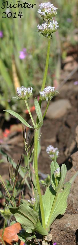 Longhorn Plectritis, Longspur White Plectritis, White Plectritis: Plectritis macrocera (Synonyms: Plectritis macrocera ssp. grayi, Plectritis macrocera ssp. macrocera, Plectritis macrocera var. collina, Plectritis macrocera var. grayi, Plectritis macrocera var. macrocera, Plectritis macrocera var. macroptera, Plectritis macrocera var. mamillata)