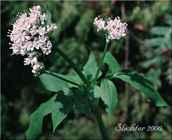 Scouler's Heliotrope, Scouler's Valerian: Valeriana scouleri (Synonyms: Valeriana sitchensis ssp. scouleri, Valeriana sitchensis var. scouleri)