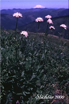 Mountain Heliotrope, Sitka Valerian: Valeriana sitchensis (Synonym: Valeriana sitchensis var. hookeri, Valeriana sitchensis ssp. sitchensis, Valerianella sitchensis)