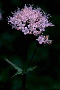 Mountain Heliotrope, Sitka Valerian: Valeriana sitchensis (Synonym: Valeriana sitchensis var. hookeri, Valeriana sitchensis ssp. sitchensis, Valerianella sitchensis)