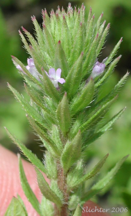 Inflorescence of Big-bract Verbena, Bracted Verbena, Carpet Vervain: Verbena bracteata (Synonym: Verbena bracteosa)