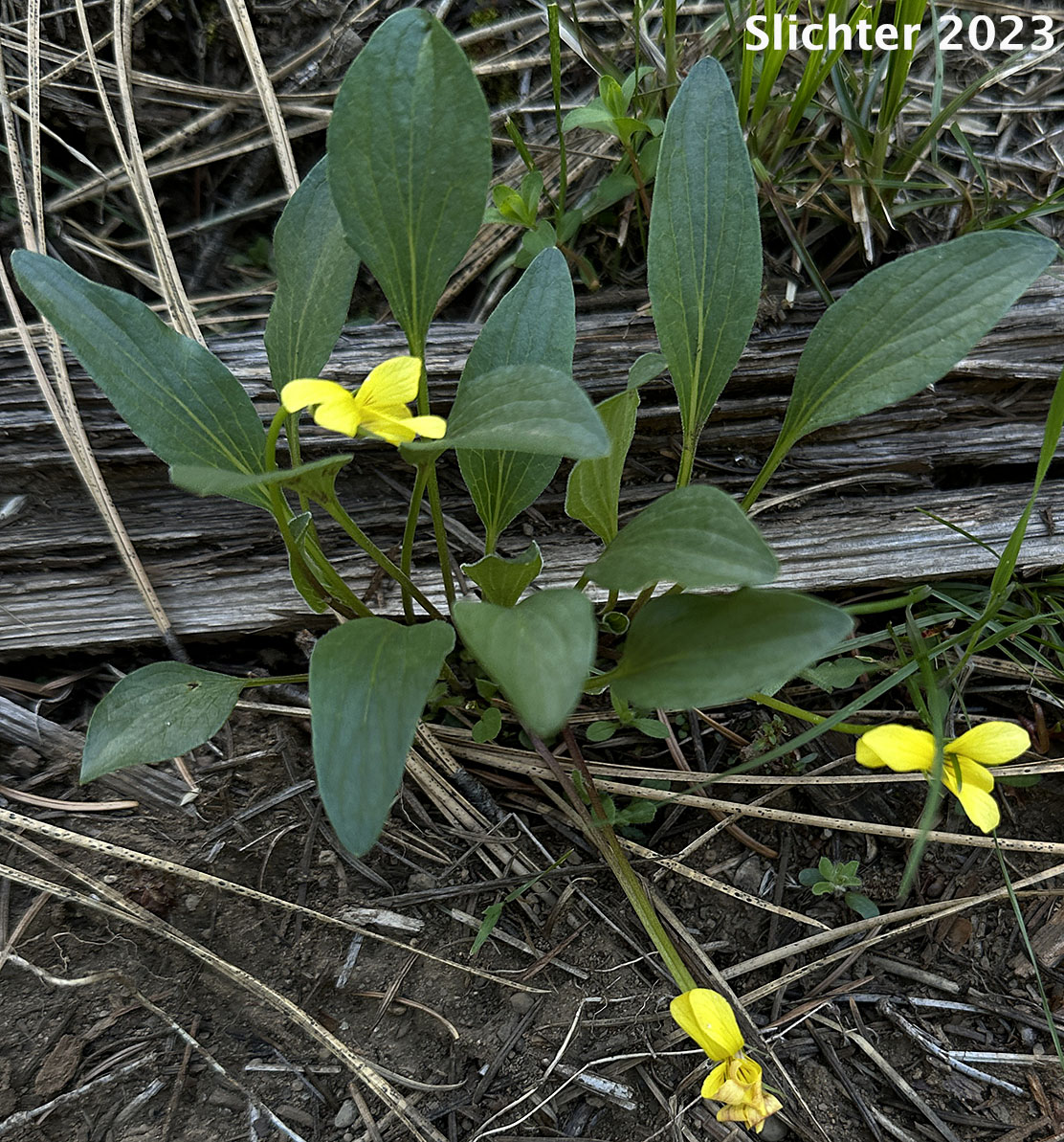 Baker's Violet, Yellow Prairie Violet: Viola bakeri (Synonyms: Viola bakeri ssp. grandis, Viola bakeri ssp. shastensis, Viola nuttallii, Viola nuttallii var. bakeri)