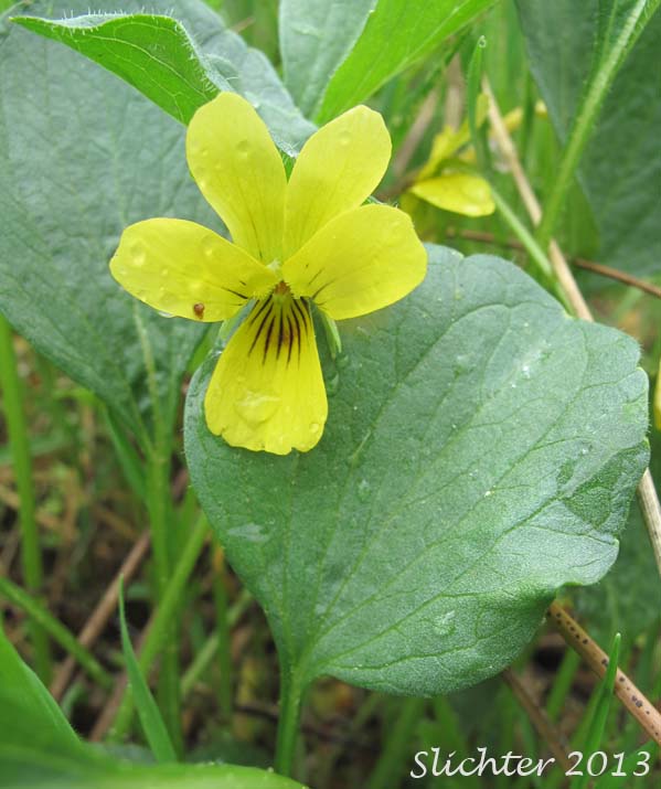 Baker's Violet, Yellow Prairie Violet: Viola bakeri (Synonyms: Viola bakeri ssp. grandis, Viola bakeri ssp. shastensis, Viola nuttallii, Viola nuttallii var. bakeri)