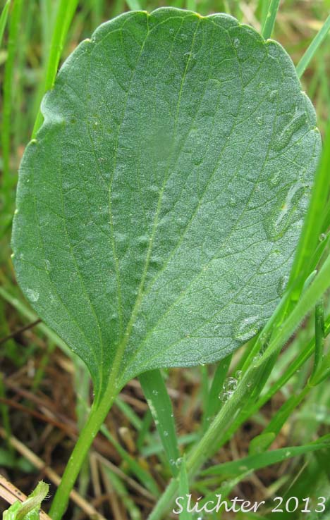 Leaf of Baker's Violet, Yellow Prairie Violet: Viola bakeri (Synonyms: Viola bakeri ssp. grandis, Viola bakeri ssp. shastensis, Viola nuttallii, Viola nuttallii var. bakeri)