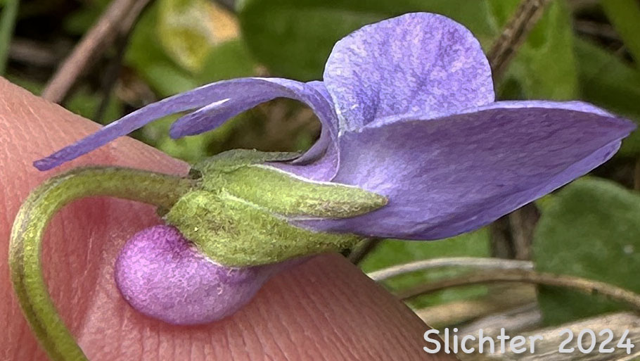 Sideview of a flower of Howell's Violet: Viola howellii