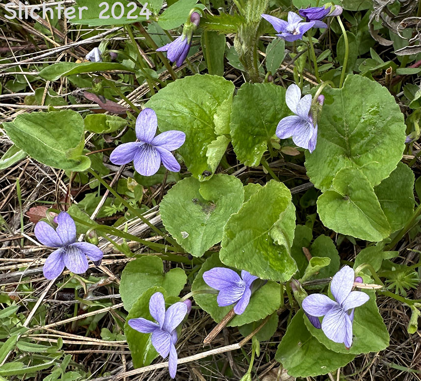 Howell's Violet: Viola howellii