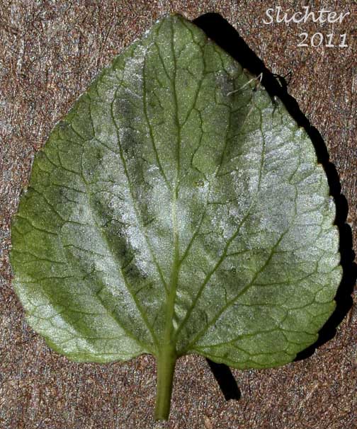 Ventral leaf surface of Howell's Violet: Viola howellii