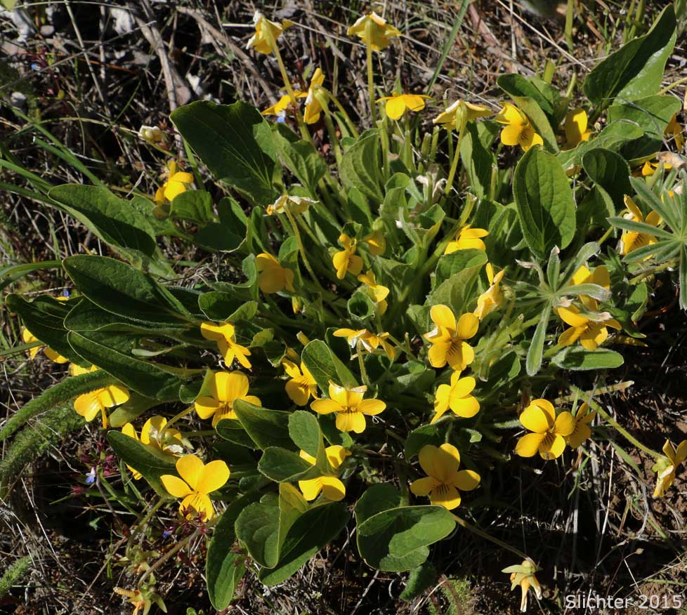 Canary Violet, Upland Yellow Violet, Wavyleaf Violet: Viola praemorsa ssp. linguifolia (Synonyms: Viola flavovirens, Viola linguifolia, Viola nuttallii var. linguifolia, Viola nuttallii var. major , Viola praemorsa ssp. arida, Viola praemorsa ssp. flavovirens, Viola praemorsa ssp. major, Viola praemorsa ssp. oregona, Viola praemorsa var. altior, Viola praemorsa var. linguifolia, Viola vallicola var. major)