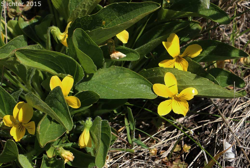 Canary Violet, Upland Yellow Violet, Wavyleaf Violet: Viola praemorsa ssp. linguifolia (Synonyms: Viola flavovirens, Viola linguifolia, Viola nuttallii var. linguifolia, Viola nuttallii var. major , Viola praemorsa ssp. arida, Viola praemorsa ssp. flavovirens, Viola praemorsa ssp. major, Viola praemorsa ssp. oregona, Viola praemorsa var. altior, Viola praemorsa var. linguifolia, Viola vallicola var. major)