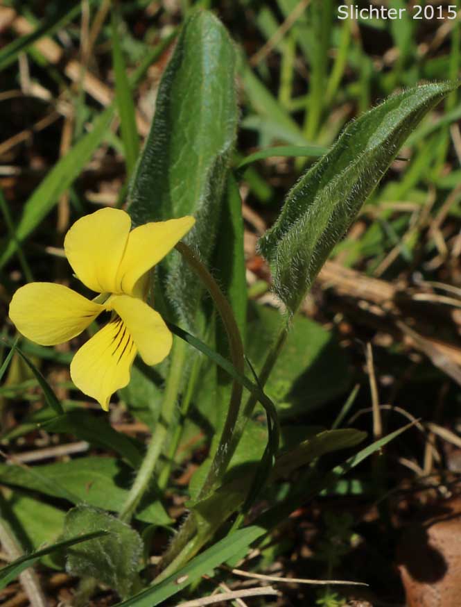 Canary Violet, Upland Yellow Violet, Wavyleaf Violet: Viola praemorsa ssp. linguifolia (Synonyms: Viola flavovirens, Viola linguifolia, Viola nuttallii var. linguifolia, Viola nuttallii var. major , Viola praemorsa ssp. arida, Viola praemorsa ssp. flavovirens, Viola praemorsa ssp. major, Viola praemorsa ssp. oregona, Viola praemorsa var. altior, Viola praemorsa var. linguifolia, Viola vallicola var. major)