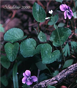 Marsh Violet: Viola palustris (Synonyms: Viola palustris var. brevipes, Viola palustris var. palustris)
