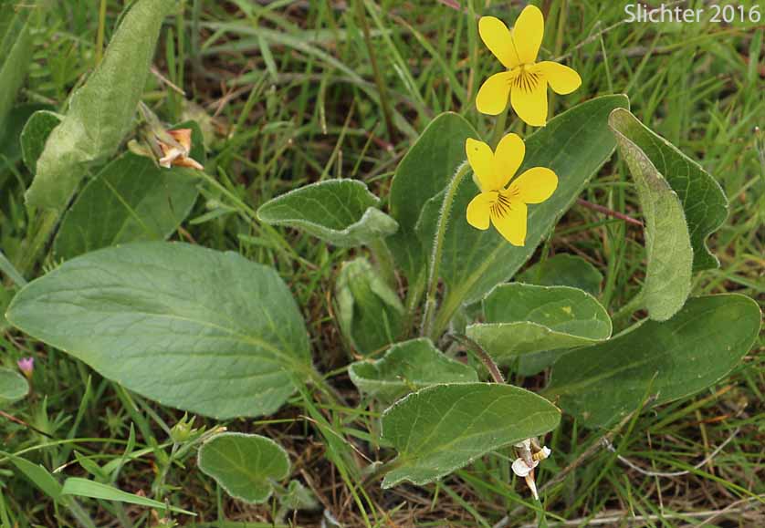 Canary Violet, Upland Yellow Violet, Yellow Montane Violet: Viola praemorsa ssp. praemorsa (Synonyms: Viola nuttallii ssp. praemorsa, Viola nuttallii var. praemorsa)