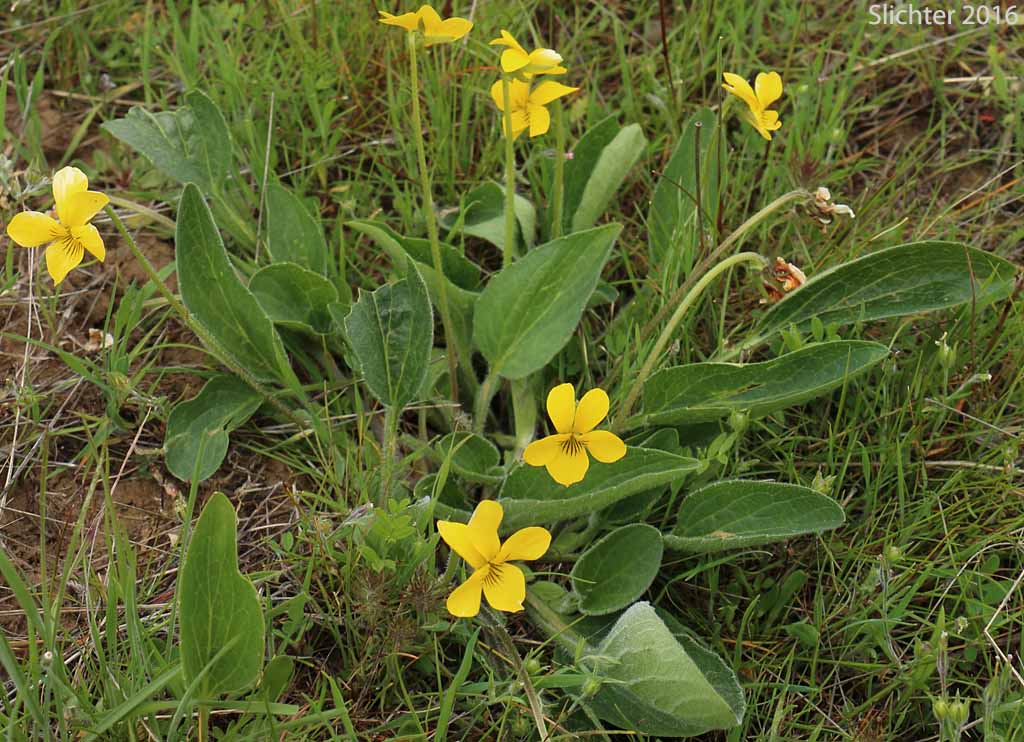 Canary Violet, Upland Yellow Violet, Yellow Montane Violet: Viola praemorsa ssp. praemorsa (Synonyms: Viola nuttallii ssp. praemorsa, Viola nuttallii var. praemorsa)