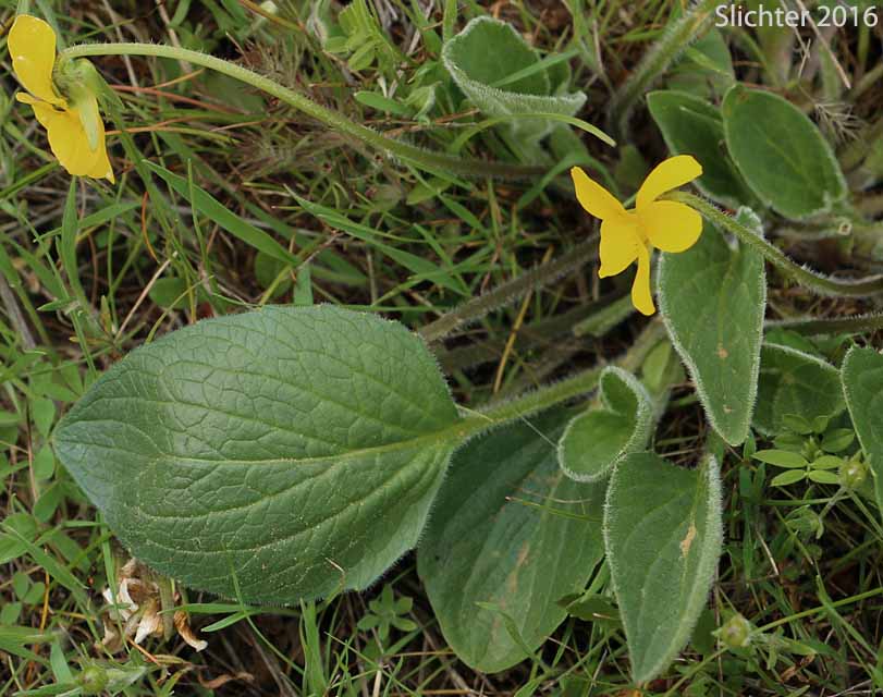 Canary Violet, Upland Yellow Violet, Yellow Montane Violet: Viola praemorsa ssp. praemorsa (Synonyms: Viola nuttallii ssp. praemorsa, Viola nuttallii var. praemorsa)