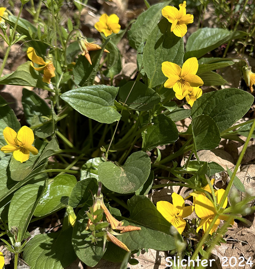 Canary Violet, Upland Yellow Violet, Yellow Montane Violet: Viola praemorsa ssp. praemorsa (Synonyms: Viola nuttallii ssp. praemorsa, Viola nuttallii var. praemorsa)