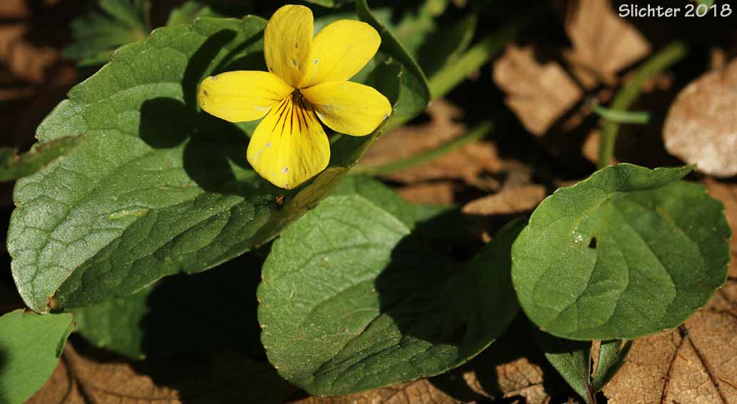 Canary Violet, Upland Yellow Violet, Yellow Montane Violet: Viola praemorsa ssp. praemorsa (Synonyms: Viola nuttallii ssp. praemorsa, Viola nuttallii var. praemorsa)