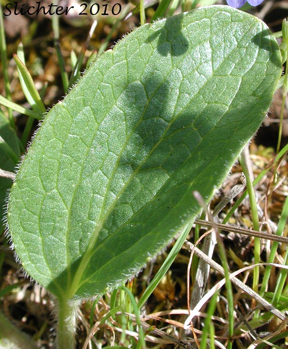 Dorsal leaf surface of Canary Violet, Upland Yellow Violet, Yellow Montane Violet: Viola praemorsa ssp. praemorsa (Synonyms: Viola nuttallii ssp. praemorsa, Viola nuttallii var. praemorsa)