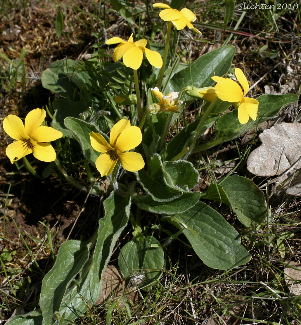 Canary Violet, Upland Yellow Violet, Yellow Montane Violet: Viola praemorsa ssp. praemorsa (Synonyms: Viola nuttallii ssp. praemorsa, Viola nuttallii var. praemorsa)
