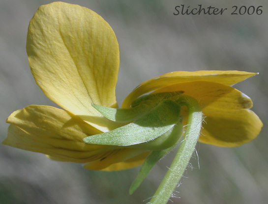 Corolla and caylx of Canary Violet, Upland Yellow Violet ?: Viola praemorsa ssp. praemorsa (Synonyms: Viola nuttallii ssp. praemorsa, Viola nuttallii var. praemorsa)
