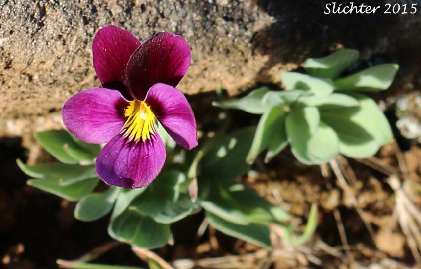 Desert Pansy, Rainier Violet, Sagebrush Violet, Three-nerved Violet : Viola trinervata