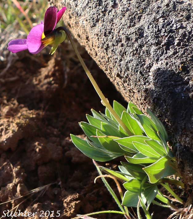 Desert Pansy, Rainier Violet, Sagebrush Violet, Three-nerved Violet : Viola trinervata