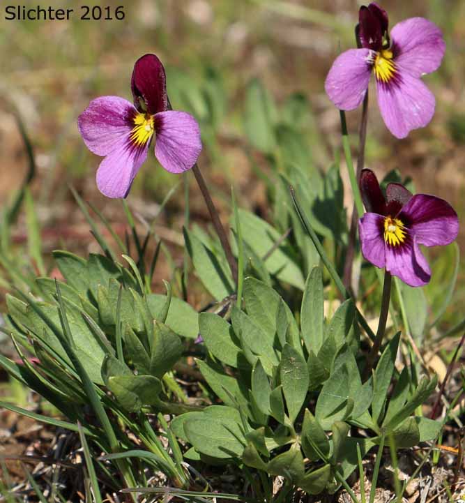 Desert Pansy, Rainier Violet, Sagebrush Violet, Three-nerved Violet : Viola trinervata