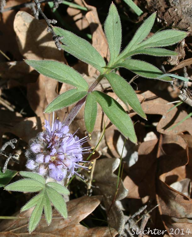 Ballhead Waterleaf, Wool Breeches, Woolen Breeches: Hydrophyllum capitatum var. capitatum